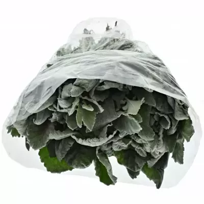 Senecio CINERARIA NEW LOOK 35cm