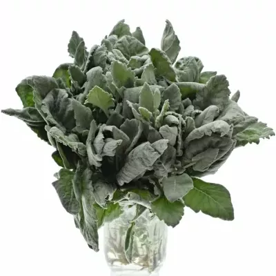 Senecio CINERARIA NEW LOOK 35cm