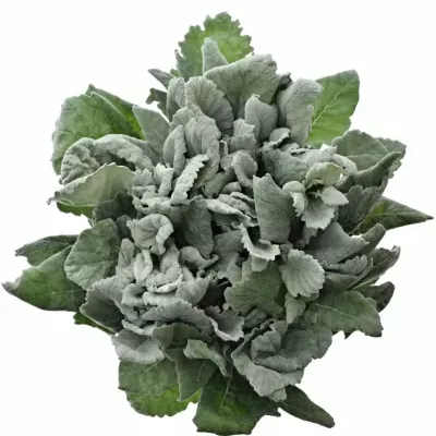 Senecio CINERARIA NEW LOOK 35cm