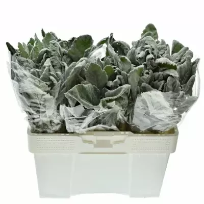 Senecio CINERARIA NEW LOOK 35cm