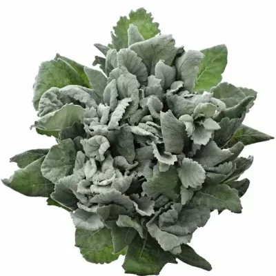 Senecio CINERARIA SILVER ANTONIA 50cm