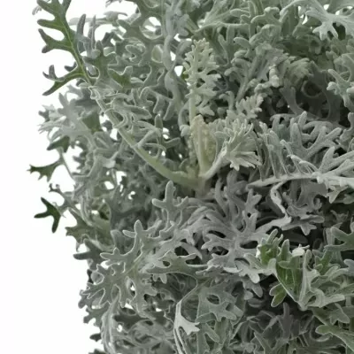 Senecio CINERARIA SILVER LAGOON