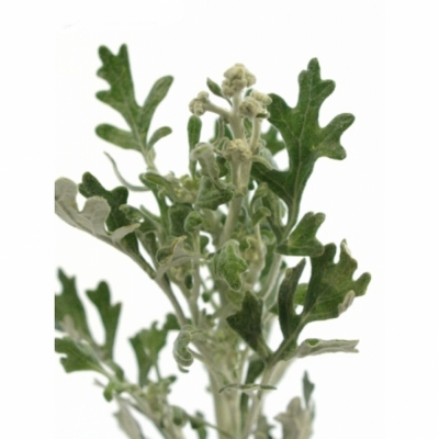 SENECIO MARITIMA