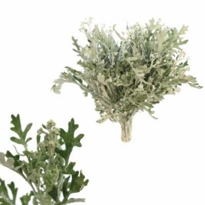 SENECIO MARITIMA