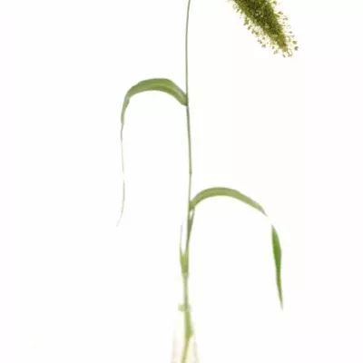 SETARIA ITALICA VOLLE MELK