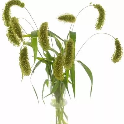 SETARIA ITALICA VOLLE MELK