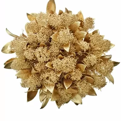 SKIMMIA ANTIQUE GOLD 40cm