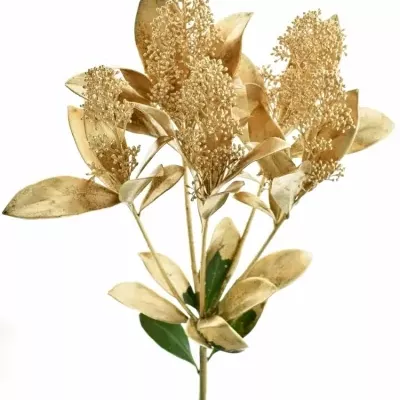 SKIMMIA ANTIQUE GOLD 40cm