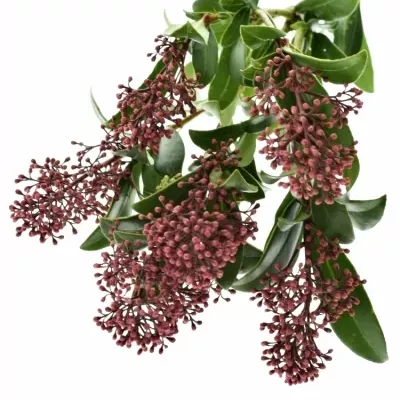 SKIMMIA JAPONICA RUBELLA 35cm