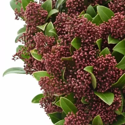 SKIMMIA JAPONICA RUBELLA 35cm