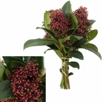 SKIMMIA JAPONICA RUBELLA 35cm