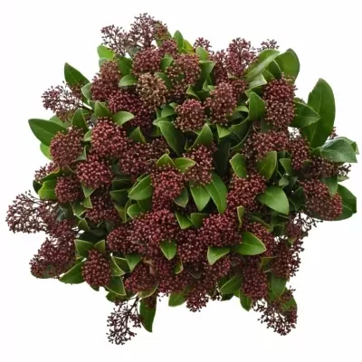 SKIMMIA JAPONICA RUBELLA 35cm