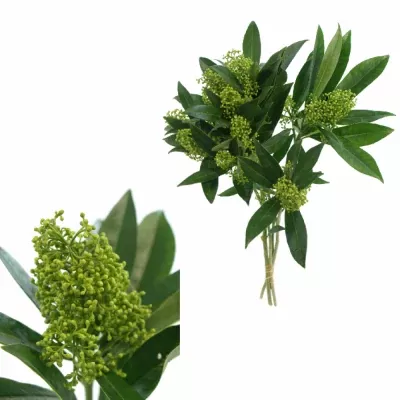 SKIMMIA KEW GREEN 20cm