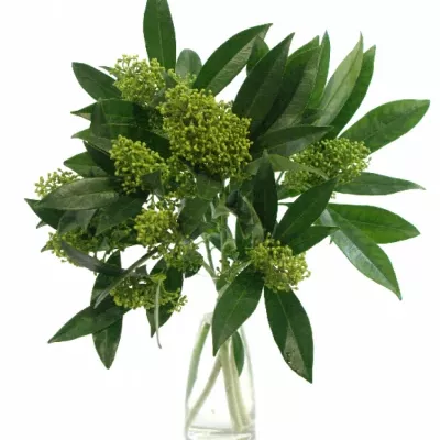 SKIMMIA KEW GREEN 20cm