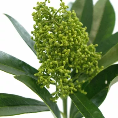 SKIMMIA KEW GREEN 20cm