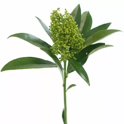 SKIMMIA KEW GREEN 20cm