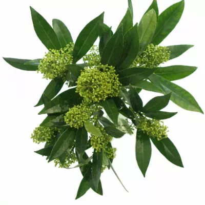 SKIMMIA KEW GREEN 20cm