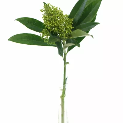 SKIMMIA KEW GREEN 20cm