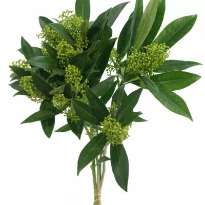 SKIMMIA KEW GREEN 20cm