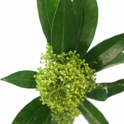 SKIMMIA KEW GREEN 20cm