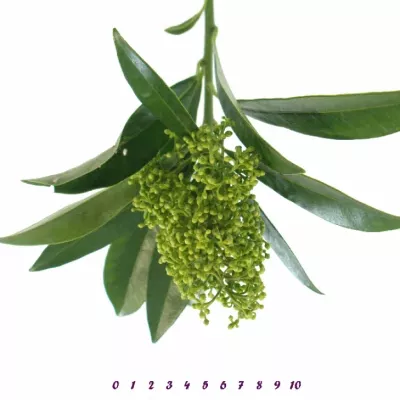 SKIMMIA KEW GREEN 20cm