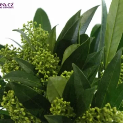 SKIMMIA KEW GREEN 20cm