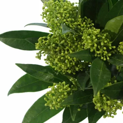 SKIMMIA KEW GREEN 20cm