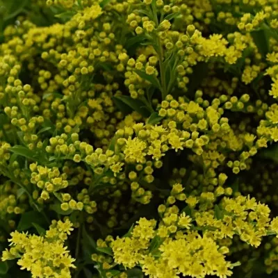 SOLIDAGO CARZAN GLORY 65cm/20g