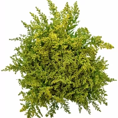 SOLIDAGO CARZAN GLORY 65cm/20g