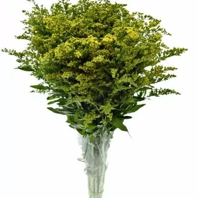 SOLIDAGO CARZAN GLORY 65cm/20g