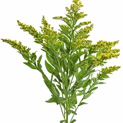 SOLIDAGO CARZAN GLORY 65cm/20g