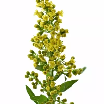 SOLIDAGO CARZAN GLORY 65cm/20g