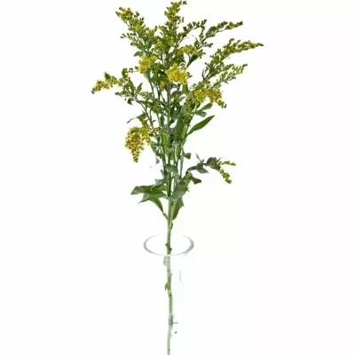 SOLIDAGO CARZAN GLORY 65cm/20g