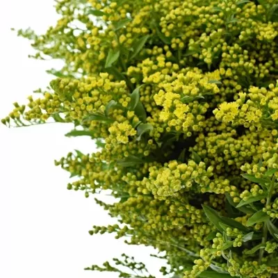 SOLIDAGO CARZAN GLORY 65cm/20g