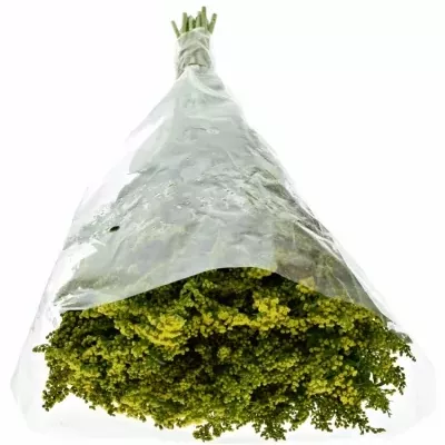 SOLIDAGO CARZAN GLORY 65cm/20g