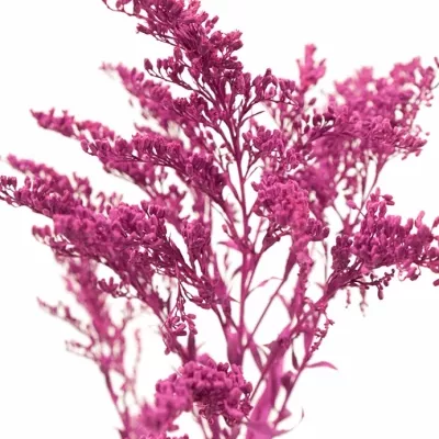 SOLIDAGO CERISE