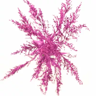 SOLIDAGO CERISE