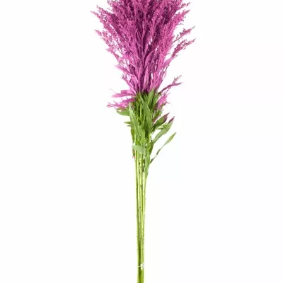 SOLIDAGO CERISE