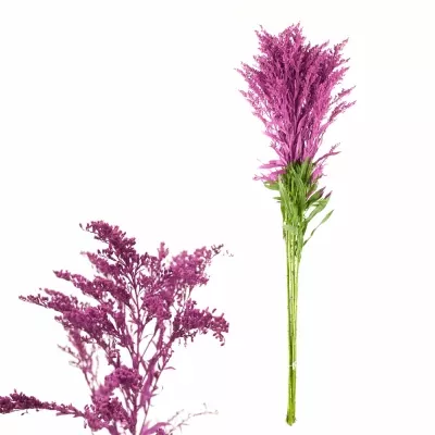 SOLIDAGO CERISE