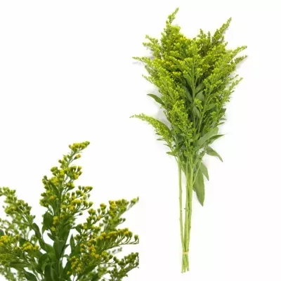 SOLIDAGO GOLDEN GLORY 