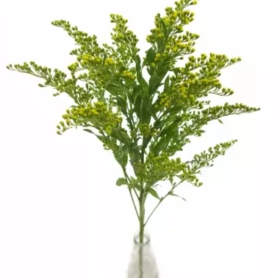 SOLIDAGO GOLDEN GLORY 