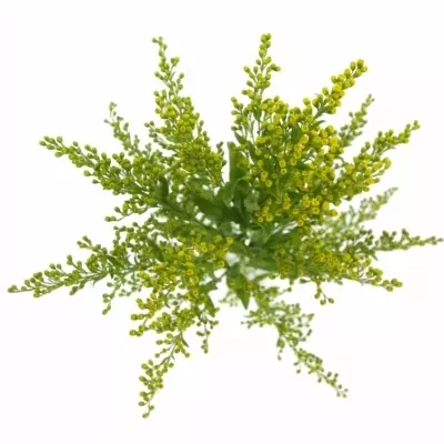 SOLIDAGO GOLDEN GLORY 