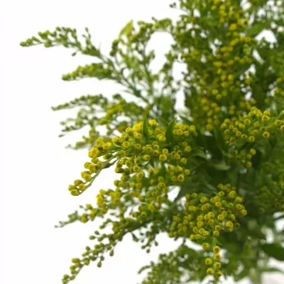 SOLIDAGO GOLDEN GLORY 