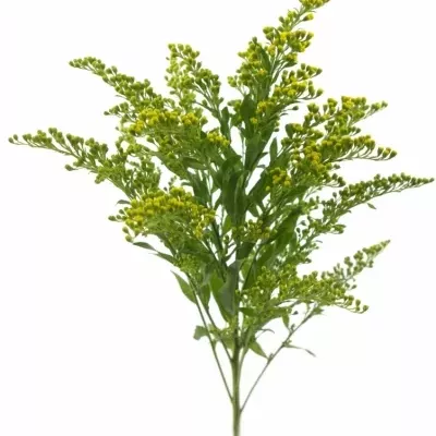 SOLIDAGO GOLDEN GLORY 