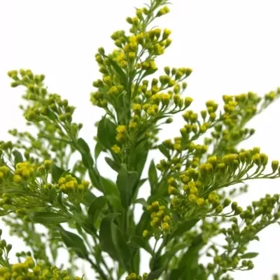 SOLIDAGO GOLDEN GLORY 