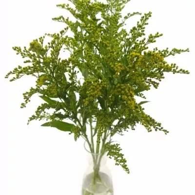 SOLIDAGO GOLDEN GLORY 