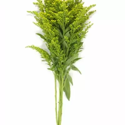 SOLIDAGO GOLDEN GLORY 