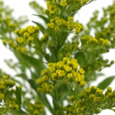 SOLIDAGO GOLDEN GLORY 