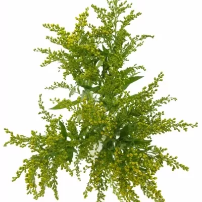 SOLIDAGO GOLDEN GLORY 