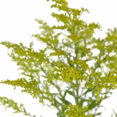 Solidago MARVELLOUS GOLD 80cm/40g